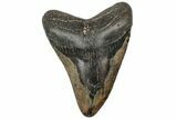 Fossil Megalodon Tooth - North Carolina #319899-1